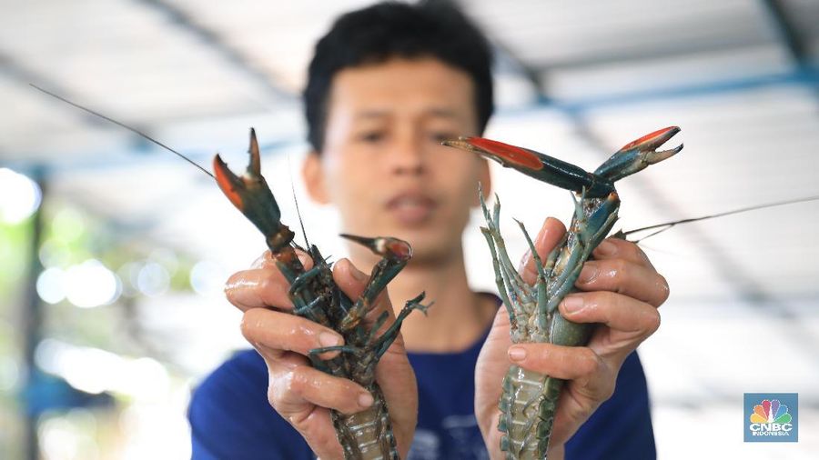 Menteri KKP Edhy Prabowo telah memfinalisasi revisi Peraturan Menteri (Permen) KKP Nomor 56 tahun 2016 tentang larangan ekspor benih lobster. 