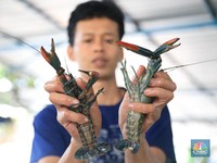 Ekspor Bibit Lobster Terus Heboh, Susi Pudjiastuti Buka Suara
