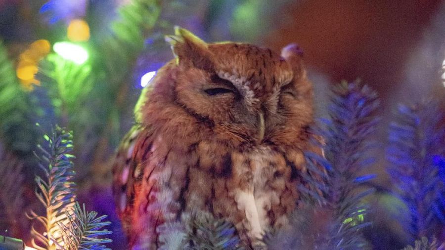 This photo provided by Billy Newman Photography shows an owl nestled in a Christmas tree that belongs to Katie McBride Newman in Newnan, Ga. Newman said Friday, Dec. 20, 2019, that she and her daughter spotted the bird on Dec. 12. They had bought the 10-foot (3-meter) tall tree from a Home Depot, brought it back to their Atlanta area home and decorated it. The family opened windows and doors near the tree hoping the owl would fly away, but it didn't. (Billy Newman Photography via AP)