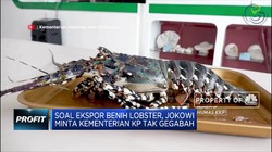 Soal Ekspor Benih Lobster, Jokowi Minta Edhy Tak Gegabah