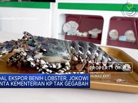 Soal Ekspor Benih Lobster, Jokowi Minta Edhy Tak Gegabah