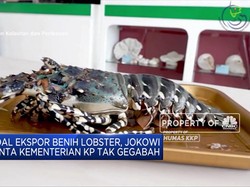 Soal Ekspor Benih Lobster, Jokowi Minta Edhy Tak Gegabah