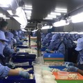 Menteri Trenggono Ingin 'Banjiri' China dengan Udang Asal RI