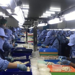 Menteri Trenggono Ingin 'Banjiri' China dengan Udang Asal RI