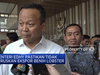 Menteri Edhy Pastikan Tidak Teruskan Ekspor Benih Lobster
