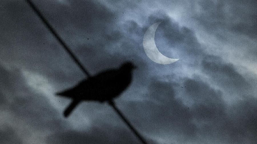 A bird sits on a wire as a partial solar eclipse is seen in the sky in Hyderabad, India, Thursday, Dec. 26, 2019. (AP Photo/Mahesh Kumar A.)