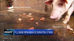 Wah! Flu Babi Mewabah di Sumatra Utara