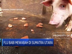 Wah! Flu Babi Mewabah di Sumatra Utara