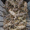 Gokil! Jutaan Benih Lobster Diekspor, Vietnam yang Untung!