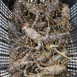 Gokil! Jutaan Benih Lobster Diekspor, Vietnam yang Untung!