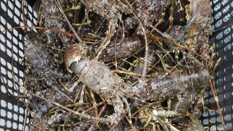 Dalam kunjungannya, Edhy menemui nelayan pembudi daya lobster di kawasan Teluk Jukung, Kecamatan Jerowaru.