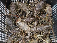 Galau! Jadi, Benih Ekspor Lobster Dicabut atau Tidak?
