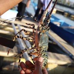 Soal Heboh Lobster, Edhy Prabowo Dapat 'Beking' Anggota DPR