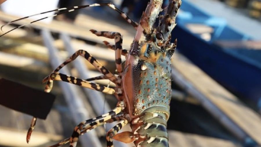 Dalam kunjungannya, Edhy menemui nelayan pembudi daya lobster di kawasan Teluk Jukung, Kecamatan Jerowaru.