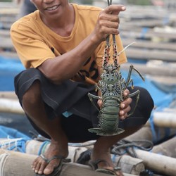 Sayonara! Larangan Ekspor Benih Lobster Era Susi Tamat
