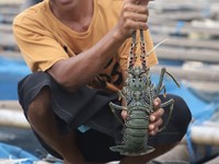 Sayonara! Larangan Ekspor Benih Lobster Era Susi Tamat