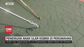 VIDEO: Penemuan Anak Ular Kobra di Perumahan Mewah