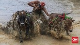 Festival Pacu Jawi kembali digelar pada tahun ini, tepatnya pada Sabtu (28/12). Festival ini berupa karapan sapi khas masyarakat Nagari Binuang, Kecamatan Sungai Tarab, Kabupaten Tanah Datar, Sumatera Barat.