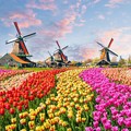 Belanda Ketakutan! Terancam Bangkrut Kena Getah Kebijakan Presiden RI