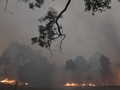 Pesawat Pemadam Api Kebakaran Hutan Australia Jatuh