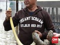 LIPI Ungkap Faktor Ular Bermunculan Saat Banjir Jakarta
