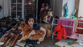 Nomor Telepon Pelayanan dan Penyelamatan Hewan Saat Banjir