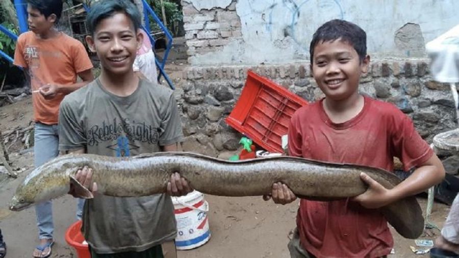 BPBD Lebak menyatakan lima orang tewas dan 1.747 rumah terendam akibat banjir bandang.