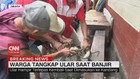 VIDEO: Ular Sanca 4 meter Ditangkap Saat Banjir