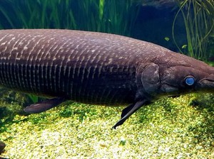 Ikan Aligator, Spesies Purba yang Dilarang di Indonesia