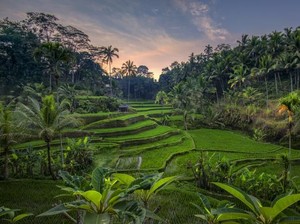 Wisata Tegalalang Rice Terrace: Harga, Jam Buka, dan Daya Tariknya
