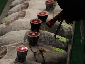 RI Bakal Adopsi Teknologi Budidaya Tuna Seperti di Turki