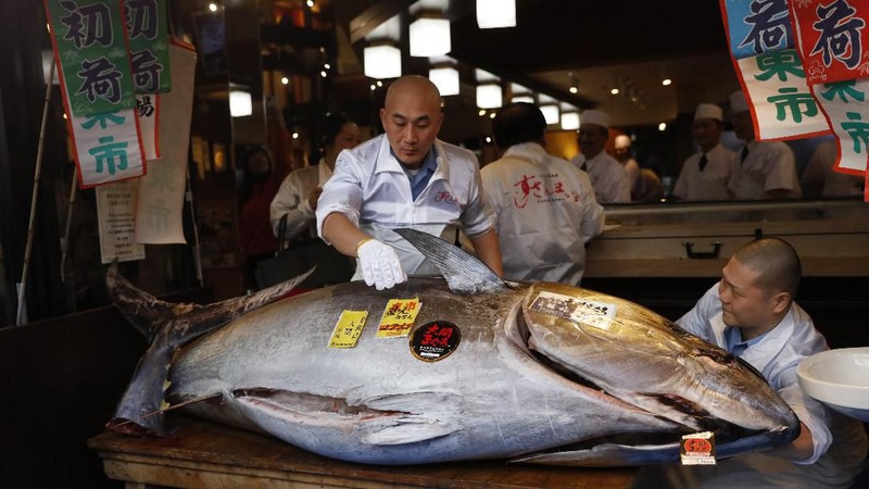 Ikan tuna seberat 276 kg terjual senilai 193,2 juta yen atau US$ 1,8 juta atau seharga Rp 25 Miliar.