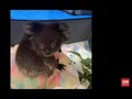 VIDEO: Bayi Koala Selamat dari Kebakaran Hutan Australia