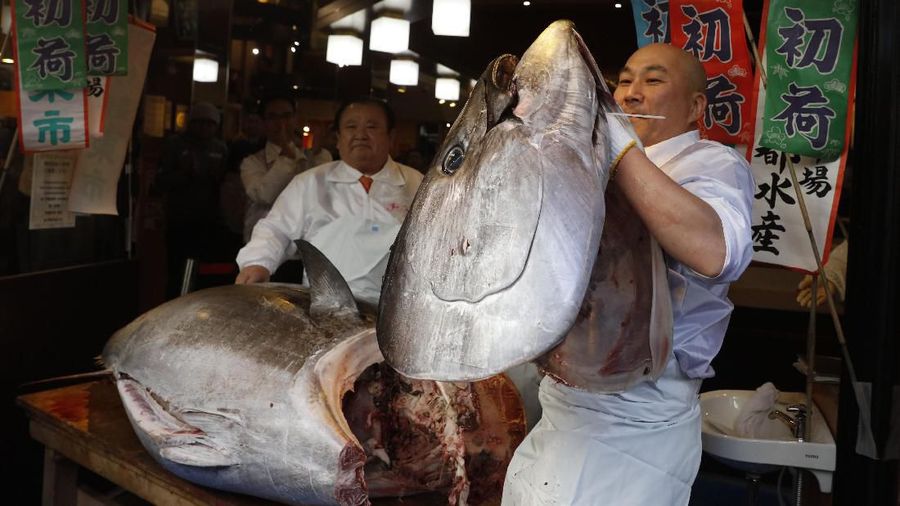 Ikan tuna seberat 276 kg terjual senilai 193,2 juta yen atau US$ 1,8 juta atau seharga Rp 25 Miliar.