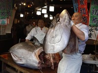 Gokil! Ikan Tuna Laku Terjual Rp 25 Miliar