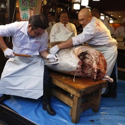 Alasan Tuna Jepang Harganya Selangit, Bisa Tembus Miliaran!