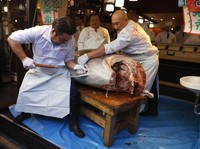 Alasan Tuna Jepang Harganya Selangit, Bisa Tembus Miliaran!