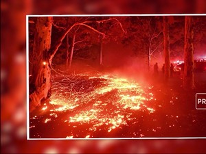 Potret Kebakaran Hutan yang Menerpa Australia