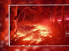 Hutan Australia Darurat Kebakaran, Ini Langkah Morrison