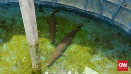 Lapas Akui Ikan Aligator Penggigit Balita Pemberian Eks Napi
