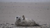 Seekor anjing laut abu-abu berbaring di suatu pantai di pulai NorthSea di Helgoland, Jerman. (Photo by John MACDOUGALL / AFP)