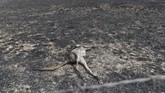 Sepertiga dari populasi koala di New South Wales diperkirakan mati akibat karhutla. (SAEED KHAN / AFP)