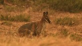 Keenam negara bagian yang terdampak karhutla yaitu yaitu New South Wales, Queensland, Australia Selatan, Tasmania, Victoria, dan Australia Barat. (Photo by SAEED KHAN / AFP)