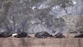 Sebanyak 5,5 juta hektare lahan dan 1.000 rumah dilaporkan hangus dan rusak. (Australian Broadcasting Corporation via AP)