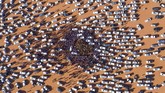 Kerumunan orang dan mobil mengelilingi unta-unta yang dijual di Festival Unta King Abdulaziz yang digelar tahunan di Rumah, 160 kilometer di timur Riyadh. (Photo by Faisal AL-NASSER / AFP)