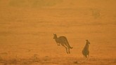 Kebakaran hutan di Australia sejak September 2019 hingga kini telah terjadi hampir di enam negara bagian. (SAEED KHAN / AFP)