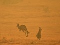 FOTO: Kanguru Jadi Korban Keganasan Kebakaran Hutan Australia