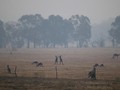 Pengusaha Tambang Sumbang Rp672 M untuk Kebakaran Australia