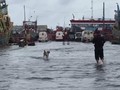 VIDEO: Warga Penjaringan dan Kaliadem Jakut Hadapi Banjir Rob