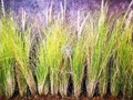 Mengenal Tanaman Vetiver yang Dapat Kurangi Erosi Tanah